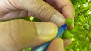 Salihli bağlarında salkım güvesi alarmı