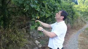 Fındık üreticisinin gözü bahçede kokarca pusuda