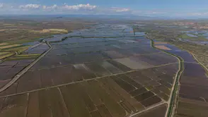 Çankırı'da aşırı yağışlar pirinç tarlasını vurdu