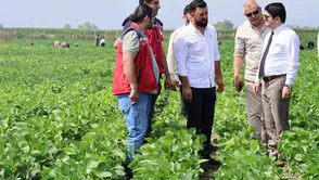 Arsuz tarımında soya dönemi başladı