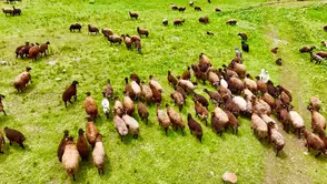 Ağrı'da yayla sezonu başladı