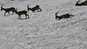 Tunceli dağlarında yaban hayatı karla kaplı arazide bir araya geldi