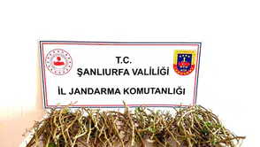 Ceylanpınar'da fıstık ağaçlarını talan eden hırsızlara suçüstü
