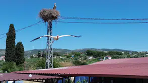 Kuşadası leyleklerin yeni yuvası oldu