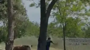 Elazığ sokaklarında dana paniği
