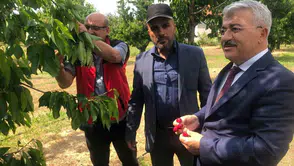 Akşehir kirazında yeni sezon öncesi kritik saha denetimi