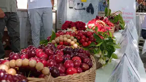 Tekirdağ kirazı için ödül vakti