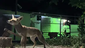 Çorumda bir vatandaş bahçesine gelen tilkiyi eliyle besledi
