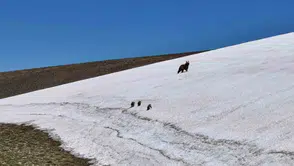 Kösedağ'da dron kamerasına takılan sürpriz aile