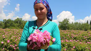 Isparta gül bahçelerinde hasat dönemi başladı