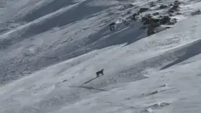 Bitlis dağlarında nadir rastlanan orman hayaleti görüntülendi