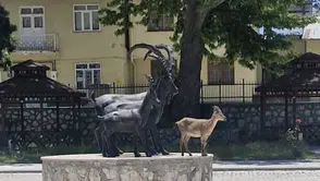 Tunceli sokaklarında şaşırtan görüntü Yaban keçisi kendi heykeliyle buluştu