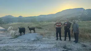 Vezirhan’da kaybolan sürüsüne jandarma ekipleri ulaştı