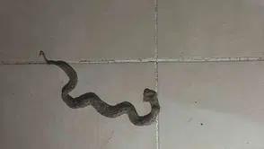 Siirt Kurtalan’da yılanlar apartman boşluklarına kadar girdi