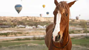 Kapadokya Güzel Atlar Ülkesi geleneğini dev bir festivalle yaşatıyor