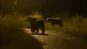Yozgat'ta köy meydanında iki ayıyla burun buruna geldiler
