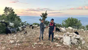Gülnar'da kaybolan 40 koyun dron yardımıyla bulundu