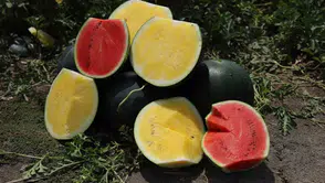 Adana tarlalarında sarı sürpriz Tropical Sunshine hasada hazırlanıyor