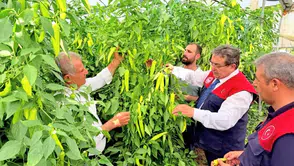 Mersin seralarında kapya biber mesaisi