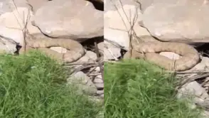 Hakkari dağlarında zehirli engerekle burun buruna geldiler