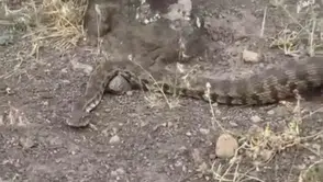 Iğdır'da yerleşim yerine giren zehirli yılan paniği sona erdi