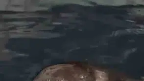 Rize limanında beklenmedik misafir