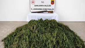 Jandarma Bozova’da kenevir tarlasına baskın yaptı