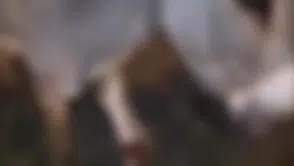 Çankırı yolunda eşek kazası trafiği birbirine kattı