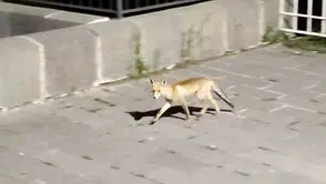 Ardahan sokaklarında gece yarısı davetsiz misafir