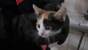 Çankırı'da apartman boşluğunda mahsur kalan kedi kurtarıldı
