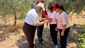 Manisa bahçelerinde sinek alarmı Ekipler sahaya indi