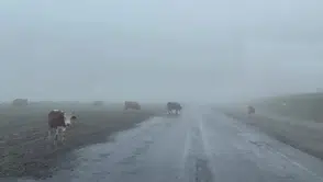 Ilgar Dağı’nda sis ve hayvan sürüsü sürücüleri terletti