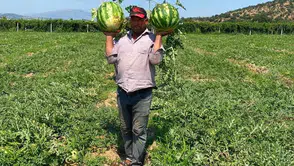Manisalı çiftçi aracıya teslim olmadı karpuzu kendi satıyor