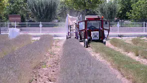 Karatay’ın mor bahçelerinde hasat vakti geldi