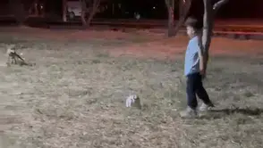 Çanakkale’de oyun oynayan çocuğun topunu tilki çaldı