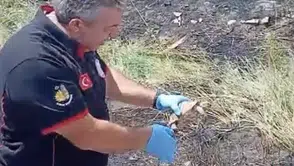 Çorum'daki yangından bir kaplumbağayı kurtardılar