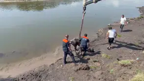 Kura Nehri'nde balçığa saplanan atı AFAD vinçle kurtardı