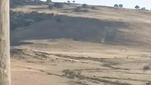 Ergani'de mahsur kalan leylek için enerji ekipleri seferber oldu