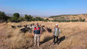 Kilis'te kaybolan 50 koyun jandarma operasyonuyla bulundu