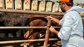 Afyon’a getirilen ithal hayvanlar sıkı takibe alındı