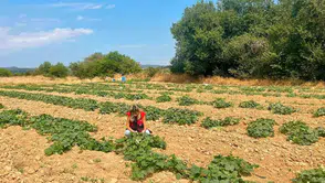 Dazkırı çiftçisi yeni kazanç kapıları arıyor