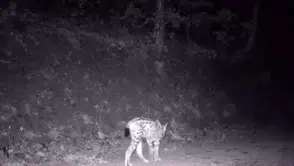 Çankırı ormanlarında nadir görülen hayalet görüntülendi