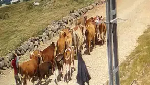 Ağrı'da çalınan hayvanların 15'i Doğubayazıt kırsalında yakalandı