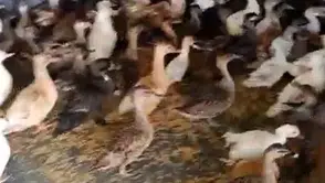 Enez operasyonunda 257 yabani kuş kurtarıldı