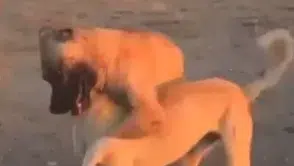 Aksaray'da köpek dövüştürüp canlı yayın yapanlara ceza yağdı