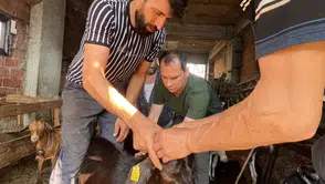 Düzce Yığılca’da hayvan sağlığı için mesai başladı