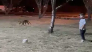 Çanakkale’de tilki küçük çocuğun elindeki topu kapıp kaçtı
