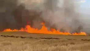 Sivas Şarkışla’da binlerce dönüm buğday tarlası kül oldu
