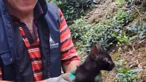 Rize’de dört gün süren kedi kurtarma operasyonu mutlu bitti