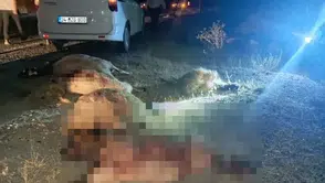 Hakkari Van yolunda gece vakti sürpriz sürü kazası